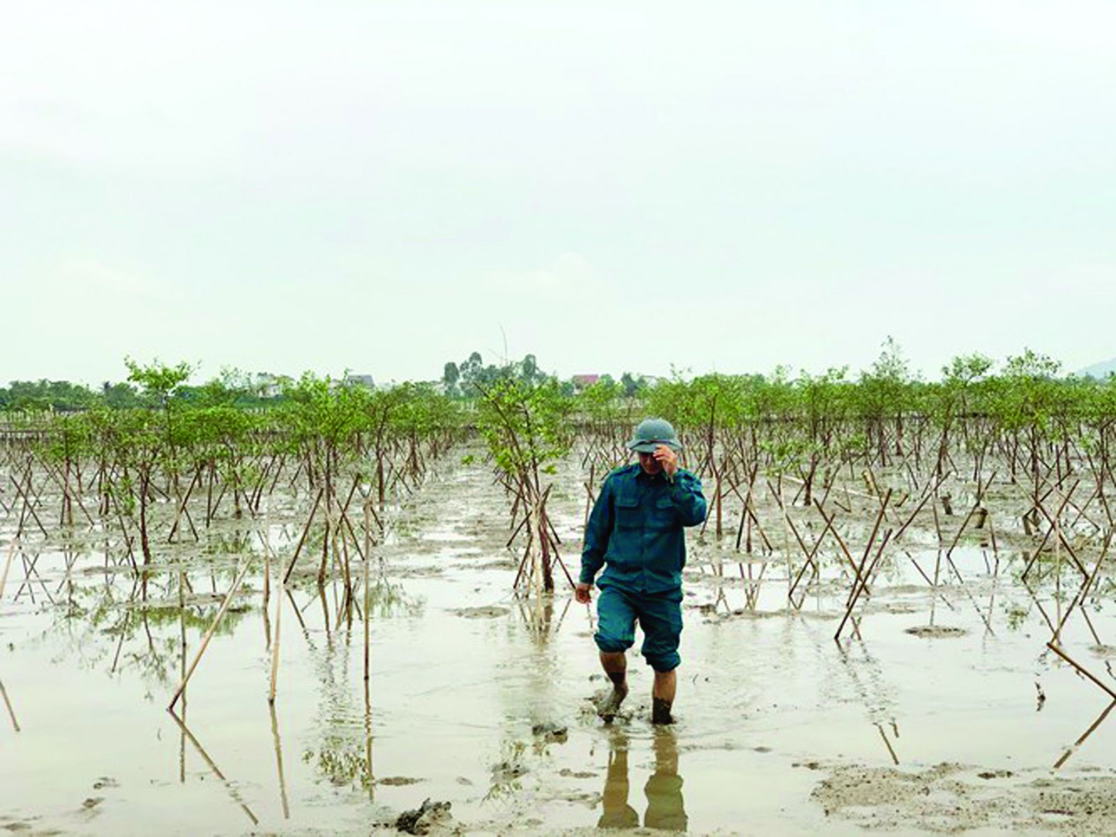  Rừng ngập mặn tại thôn Tiền Tiến (xã Đồng Môn, Thạch Hà, Hà Tĩnh) bỗng dưng chết hàng loạt