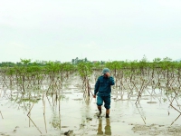 Bất thường dự án rừng ngập mặn ở Hà Tĩnh