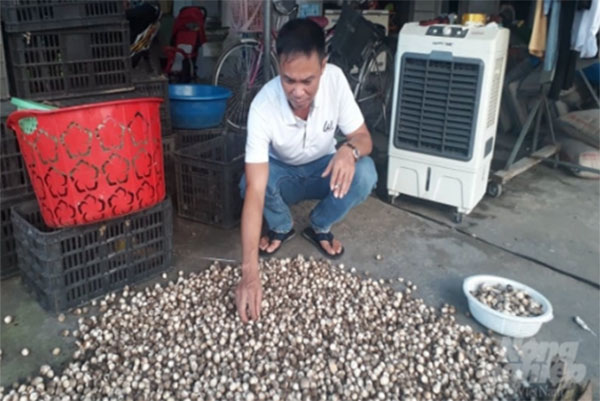 Anh Nguyễn Văn Tuyến giới thiệu về cách thu hoạch, bảo quản nấm rơm sạch.