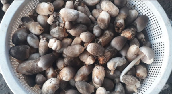 Những quả nấm rơm mọng, mập được anh Tuyến rao bán 100 nghìn đồng/kg.