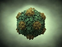 Virus khảm đậu đũa: "vũ khí" hiệu nghiệm chống ung thư?