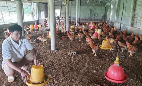Khu nuôi gà ri vàng rơm được chứng nhận sản phẩm VietGAP. Ảnh: B. Châu.