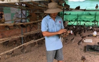 Khởi nghiệp nông nghiệp: Làm giàu thành công từ nuôi chim trĩ và cá bống