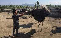 Khởi nghiệp nông nghiệp: Khát vọng làm giàu từ chăn nuôi đà điểu