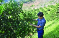 Điện Biên: Nâng cao giá trị nông sản Mường Ảng