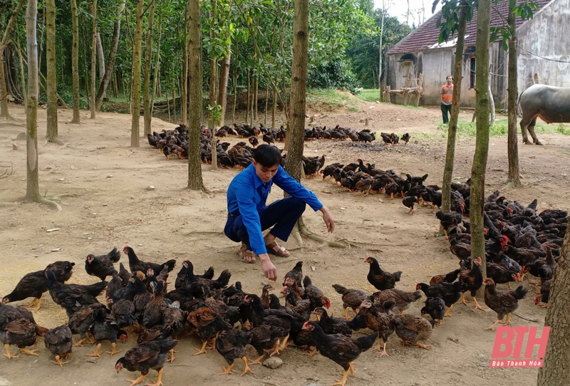 Lương Ngọc Lai chăm sóc đàn gà ri tại trang trại của mình.