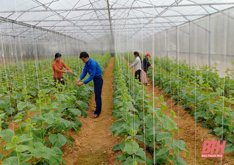 Hiện tại thanh niên trẻ Lương Ngọc Lai trồng 9.000 gốc dưa vàng tại “Trang trại xanh 3 sạch”.