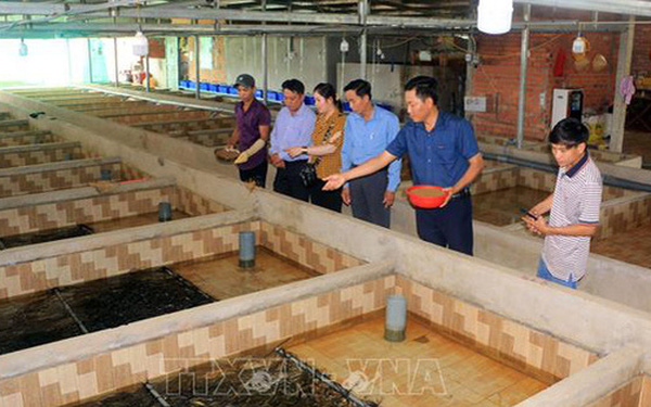 Anh Nguyễn Thanh Tân (thứ hai từ phải sang) đang giới thiệu khu vực nuôi lươn.
