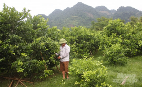 Từ trồng chanh, nhiều hộ nông dân ở Tuyên Quang thu lãi cả trăm triệu đồng mỗi năm. Ảnh: Đào Thanh.