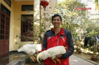 Chàng 'Sơn Tinh' khởi nghiệp với giống gà hiếm 9 cựa