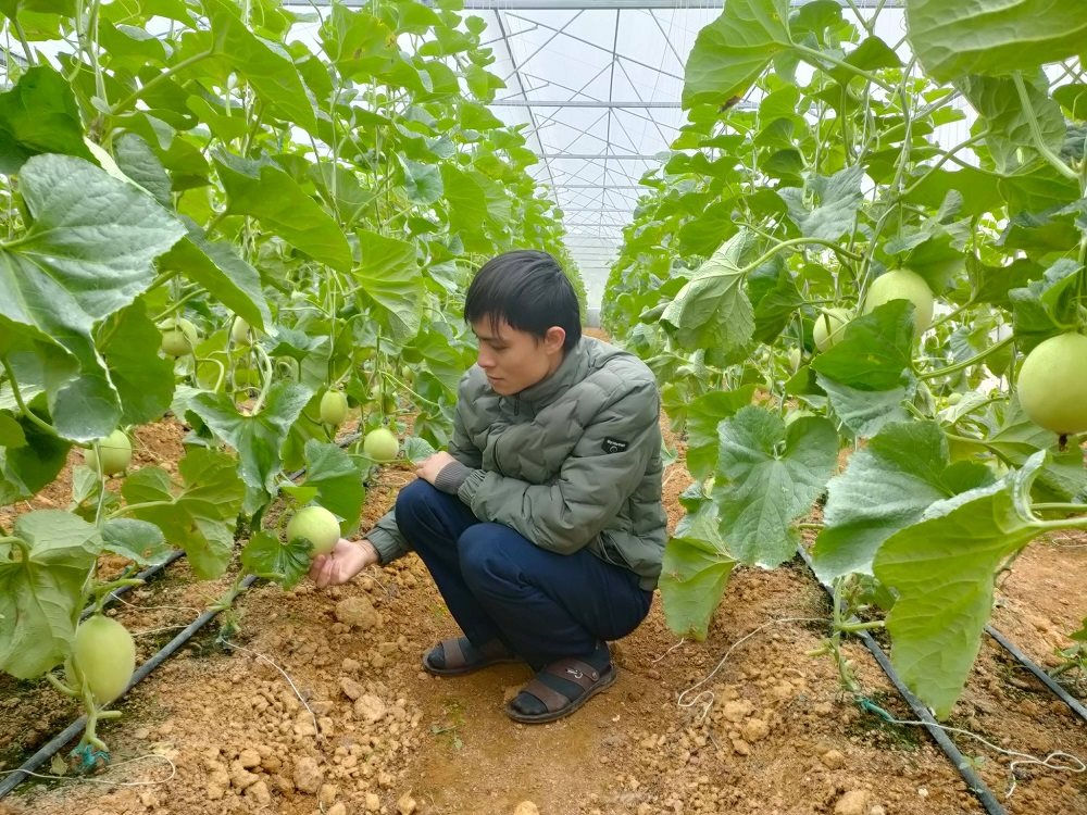 Anh Lương Ngọc Lai bên mô hình trồng dưa lưới chuẩn bị cho thu hoạch