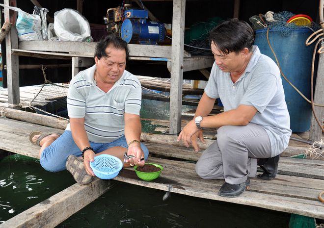Ông Nguyễn Minh Được (trái) trao đổi với ông Nguyễn Đức Minh về quá trình sinh trưởng của cá giống Ảnh: Anh Phương