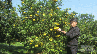 Vườn cam VietGAP tiền tỷ cho thu hoạch quanh năm