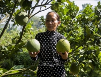 Người phụ nữ Khmer khởi nghiệp thành công từ quả bưởi da xanh