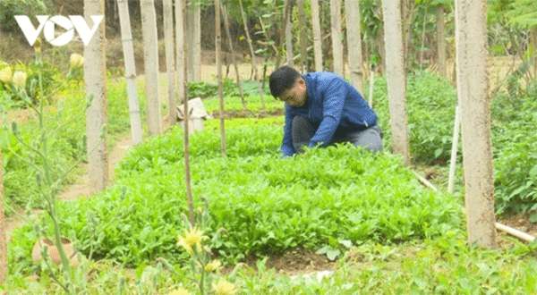 Anh Nguyễn Việt Thế (Thị trấn Chợ Rã, huyện Ba Bể) mạnh dạn khởi nghiệp từ mô hình trồng rau sạch.
