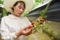 Bỏ việc, cắm sổ đỏ đi trồng dâu tây: Đón 3 vạn khách, thu 3 tỷ đồng mỗi năm