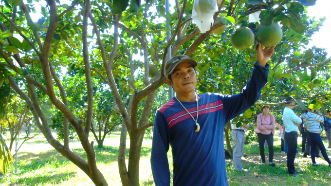Nông dân tại Ninh Thuận ngày càng ý thức được vai trò của việc sản xuất cây ăn quả theo quy trình kỹ thuật bài bản. Ảnh: Nguyễn Cơ.