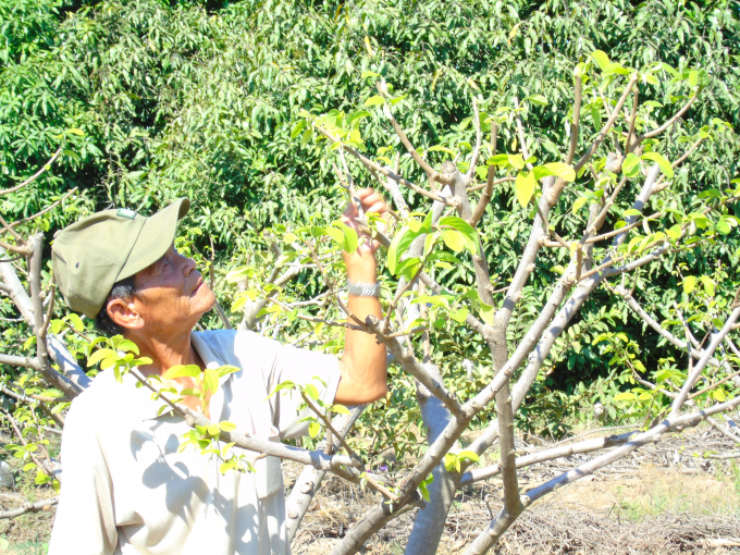 Nông dân tại nhiều nơi ở Ninh Thuận được Trung tâm Khuyến nông tỉnh hướng dẫn nhiều quy trình kỹ thuật trồng cây ăn quả theo VietGAP. Ảnh: Cơ Nguyễn.