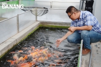 8x khởi nghiệp với nghề nuôi cá Koi Nhật Bản, mỗi năm xuất bán hàng nghìn con