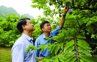 Chi Lăng (Lạng Sơn): Tiềm năng phát triển nông nghiệp