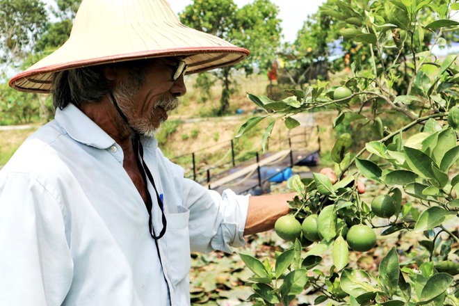 Theo ông Phan Quang Tám, ông chỉ chọn cây có hiệu quả kinh tế cao, trồng thử thành công rồi mới hướng dẫn lại người dân, như vậy họ mới tin tưởng.