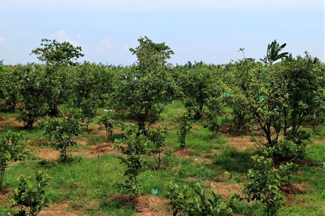 Ngoài thu nhập từ gần 500 gốc ổi, lê, 120 gốc mít các loại và các loại cây khác trong vườn, mỗi năm ông Phan Quang Tám có thể thu về hơn 400 triệu đồng.
