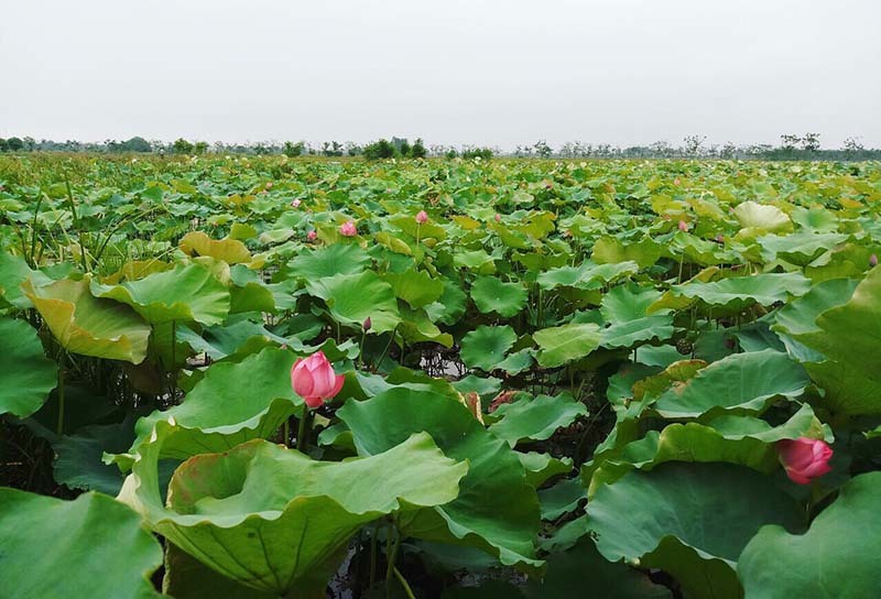 Từ vùng cánh đồng trũng bỏ hoang ở Hà Nội, anh Khanh đã biến thành đầm sen rộng 60 ha.