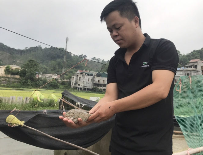 Ngoài mô hình nuôi ốc nhồi, anh Nguyễn Văn Sáu còn nuôi hơn 1.000 con ếch thương phẩm trên mảnh ruộng ngay cạnh ao ốc. Ảnh: Tâm Tình.
