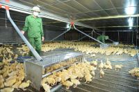 Trang trại nuôi vịt lớn nhất huyện Lục Ngạn thu lãi hơn 300 triệu đồng/lứa