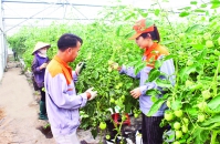 Tái cấu trúc lao động nông thôn: Xây đội ngũ “công nhân nông nghiệp”
