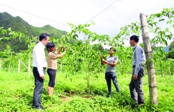 Lai Châu: Than Uyên thu hút đầu tư vào nông nghiệp