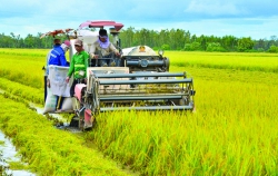 Kiên Giang: Hướng tới sản xuất  nông nghiệp công nghệ cao