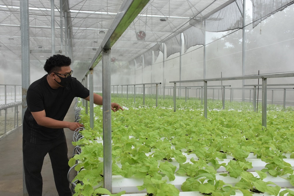 Mô hình trồng rau thủy canh công nghệ cao của ông Lâm Trọng Tuấn, KP. Láng Sim, TT. Phước Bửu, huyện Xuyên Mộc.