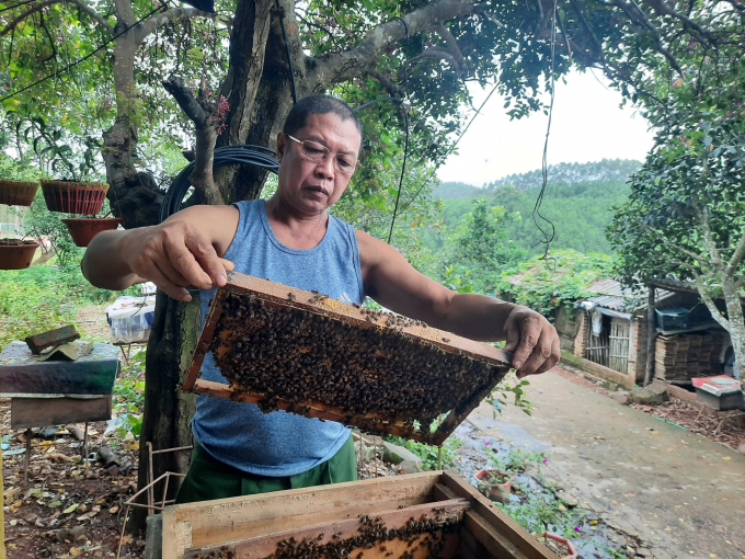 Để đàn ong luôn mạnh khỏe, cứ 6 tháng một lần, ông Nghĩa lại tiến hành thay mới ong chúa. Ảnh: Tiến Thành.