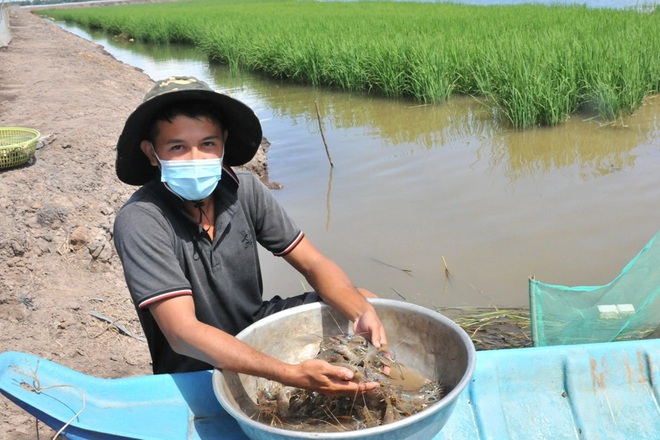 Mô hình nuôi tôm càng xanh toàn đực xen lúa và luân canh tôm sú sinh thái  tại tỉnh Bến Tre