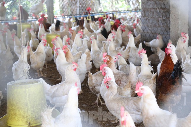 Trang trại của anh Cường hiện có hơn 5.000 con gà Ai Cập