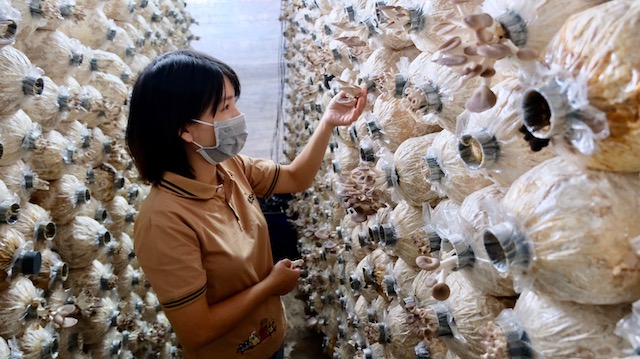 Chị Chu Thị Thuỷ kiểm tra chất lượng nấm hữu cơ tại nông trại Tâm An. Ảnh: Trọng Tùng.