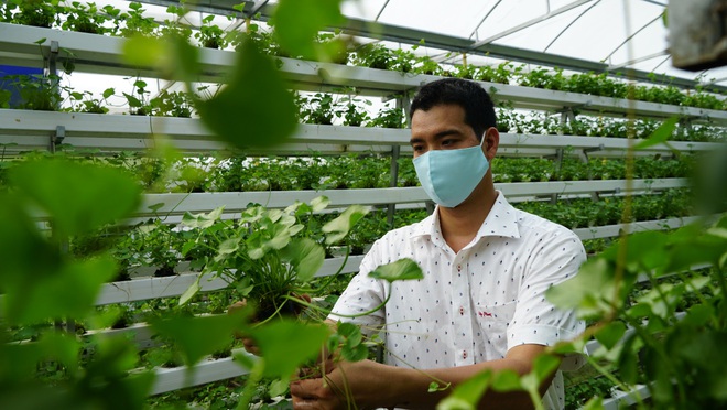 Anh Thanh Beo người tiên phong trồng rau má không cần đất để tiết kiệm diện tích canh tác (Ảnh: TQ).