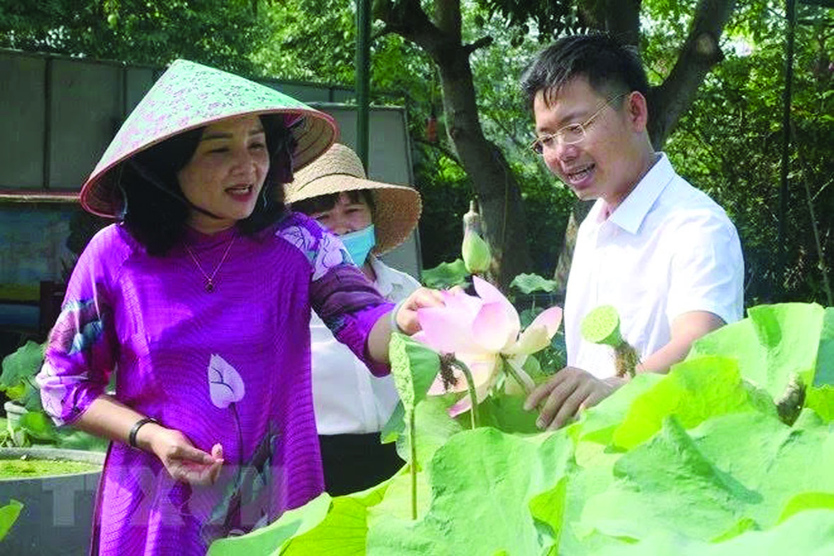  Bà Nguyễn Thị Hồng Hoa - Bí thư huyện ủy Nam Đàn làm việc, tham quan mô hình trồng sen tại HTX Sen Quê Bác.