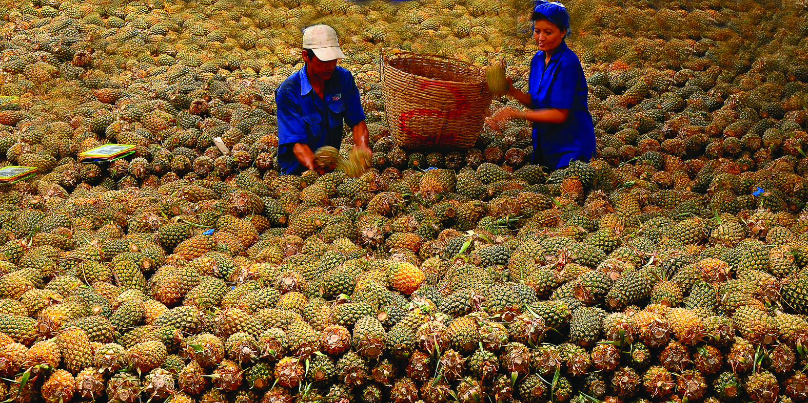 p/Tiền Giang đã hình thành vùng sản xuất nông nghiệp hàng hóa tập trung quy mô lớn. Chẳng hạn như vùng nguyên liệu trái khóm tại huyện Tân Phước.