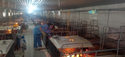 Bí quyết “bỏ túi” tiền tỷ nhờ chăn nuôi lợn công nghệ cao ở Nghệ An