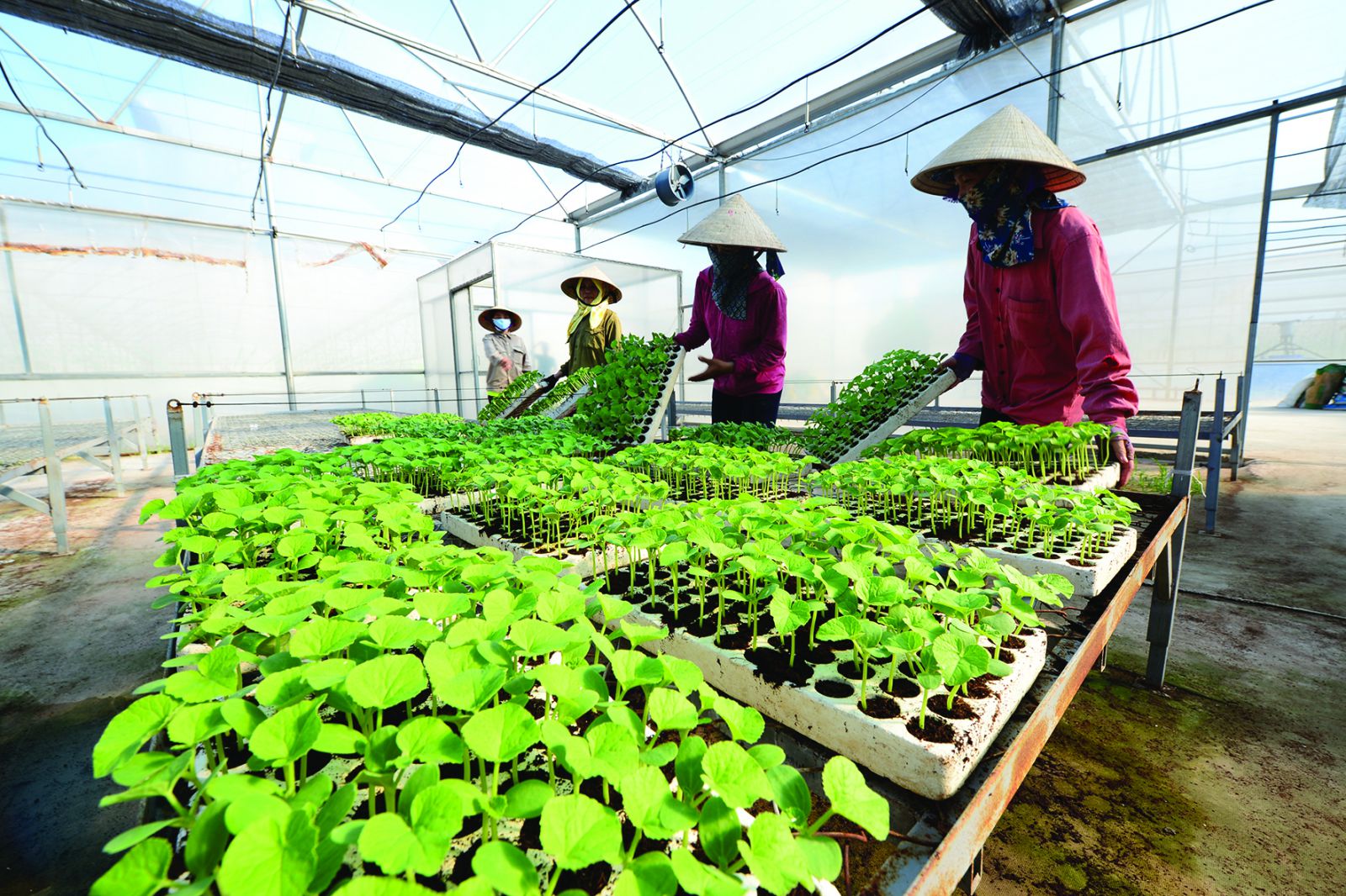 Mô hình trồng rau sạch tại tỉnh Hà Nam theo chuẩn Global GAP đang nhanh chóng được nhân rộng.