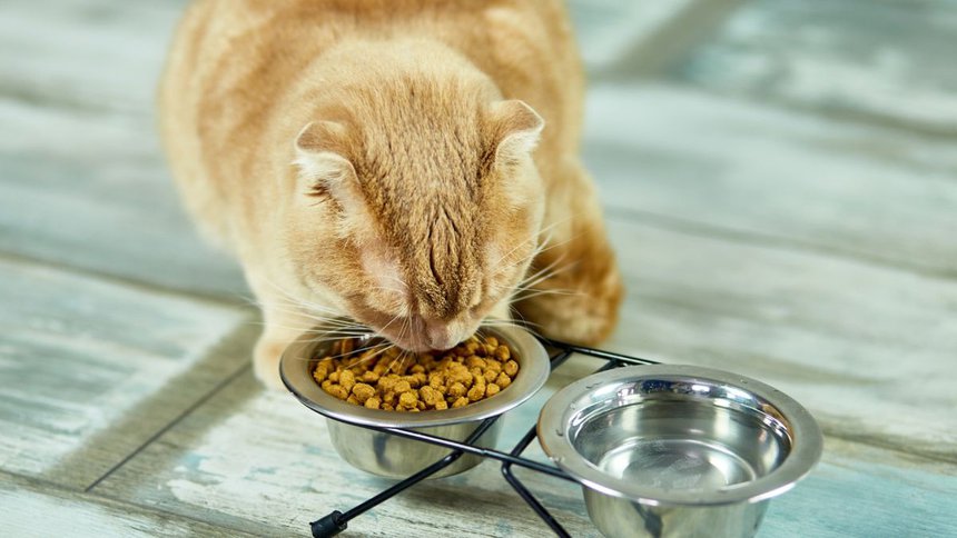 Công việc nếm thức ăn cho mèo được đánh giá là bước quan trọng, nằm trong quy trình kiểm định chất lượng trước khi đưa ra thị trường sản phẩm. Ảnh: iStock.