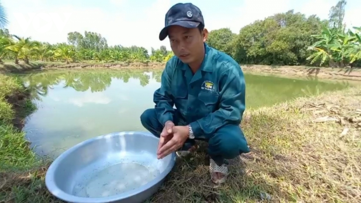 Đến nay, mô hình nuôi cá trê vàng đã có đầu ra ổn định tại nhiều thị trường trong nước và xuất sang Campuchia.