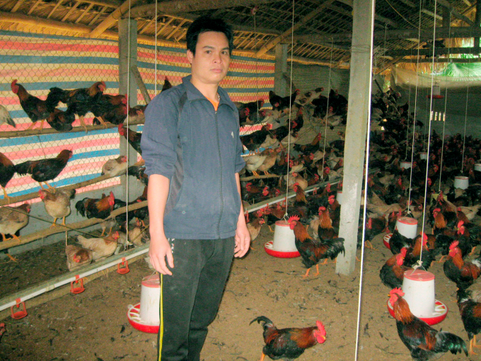 Chuồng nuôi gà của anh Thung rất sạch sẽ nhờ áp dụng đệm lót sinh học. Ảnh: Phạm Văn Phú.