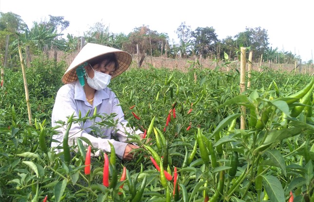 Chị Nguyễn Thị Cao Thi khởi nghiệp với mô hình trồng ớt an toàn xuất khẩu