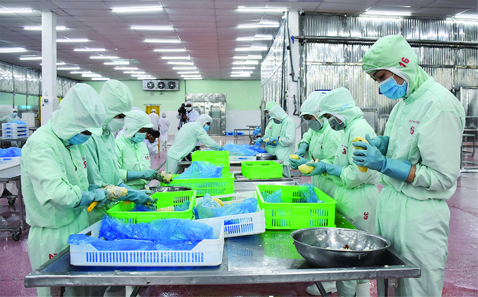  Chế biến sản phẩm từ sầu riêng xuất khẩu, tại Khu công nghiệp Giao Long.