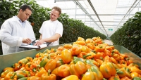 Nông nghiệp thích ứng với biến đổi khí hậu: Ứng biến như Hà Lan