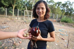 Học thú y về làm giàu với chim trĩ đỏ