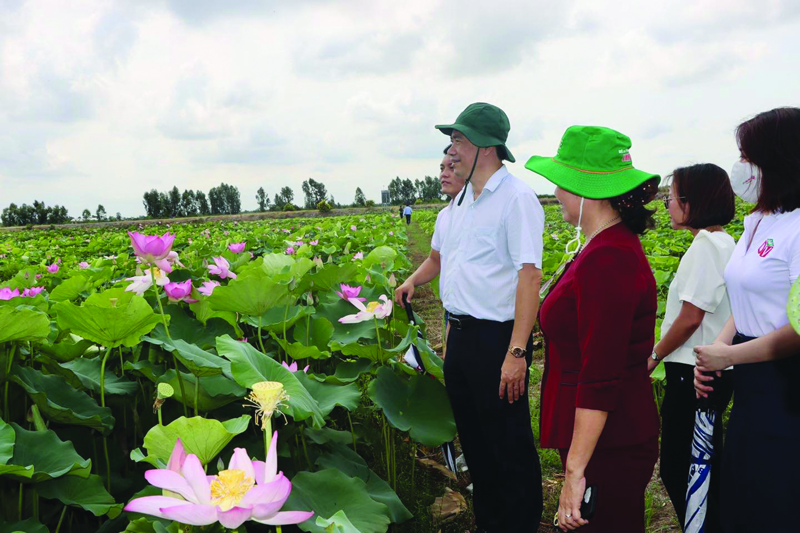  Chủ tịch UBND tỉnh Đồng Tháp Phạm Thiện Nghĩa khảo sát vùng trồng sen tại huyện Tháp Mười